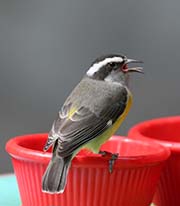 Picture/image of Bananaquit