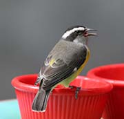 Picture/image of Bananaquit