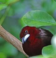 Picture/image of Silver-beaked Tanager