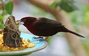 Picture/image of Silver-beaked Tanager