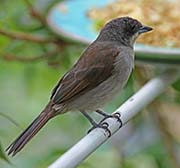 Red-shouldered Tanager
