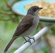 Picture/image of Red-shouldered Tanager