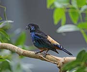 Picture/image of Opal-rumped Tanager