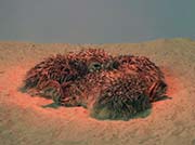 Picture/image of Ostrich