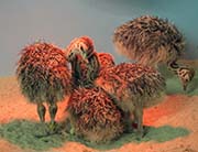 Picture/image of Ostrich