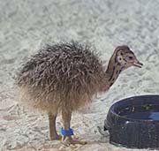 Picture/image of Ostrich
