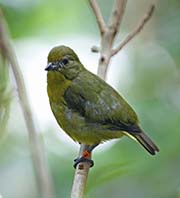 Picture/image of Violaceous Euphonia