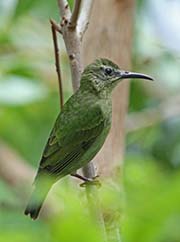 Picture/image of Red-legged Honeycreeper