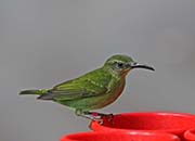 Picture/image of Red-legged Honeycreeper