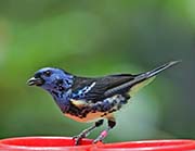 Picture/image of Turquoise Tanager