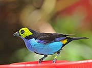 Picture/image of Paradise Tanager