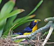 Picture/image of Violaceous Euphonia