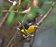 Picture/image of Violaceous Euphonia