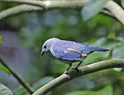 Picture/image of Blue-gray Tanager
