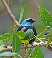 Picture/image of Blue-necked Tanager