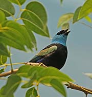 Picture/image of Blue-necked Tanager
