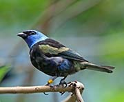Picture/image of Blue-necked Tanager