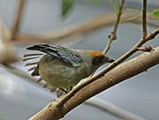 Picture/image of Scrub Tanager