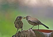 Picture/image of House Wren