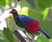Violet Turaco
