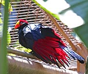 Picture/image of Violet Turaco