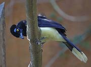 Picture/image of Plush-crested Jay
