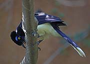 Picture/image of Plush-crested Jay