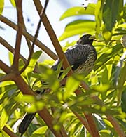 Picture/image of Western Plantain-eater