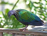 Picture/image of Nicobar Pigeon