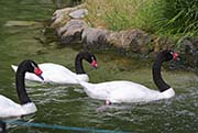 Picture/image of Black-necked Swan