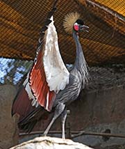 Picture/image of Black Crowned Crane