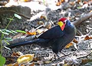 Picture/image of Violet Turaco