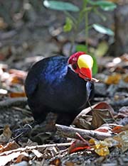Picture/image of Violet Turaco
