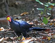 Picture/image of Violet Turaco