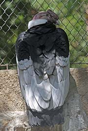 Picture/image of Andean Condor