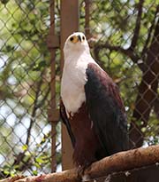 Picture/image of African Fish Eagle