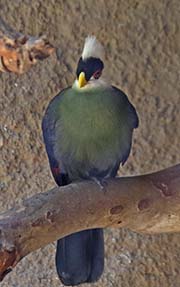 Picture/image of White-crested Turaco
