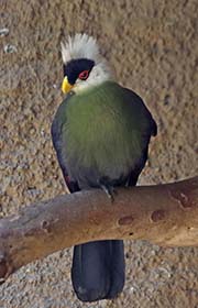 White-crested Turaco