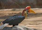 Picture/image of Knobbed Hornbill