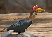 Picture/image of Knobbed Hornbill