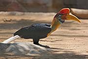 Picture/image of Knobbed Hornbill