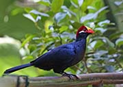 Picture/image of Violet Turaco
