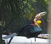 Picture/image of Wreathed Hornbill