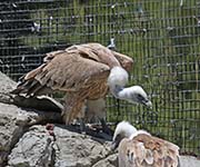Picture/image of Griffon Vulture