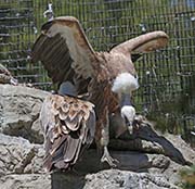 Picture/image of Griffon Vulture