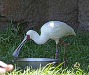 Picture/image of African Spoonbill