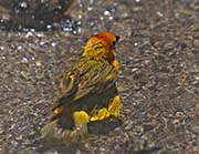 Picture/image of Taveta Golden Weaver