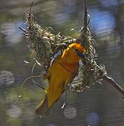 Picture/image of Taveta Golden Weaver