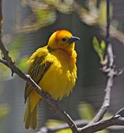 Picture/image of Taveta Golden Weaver
