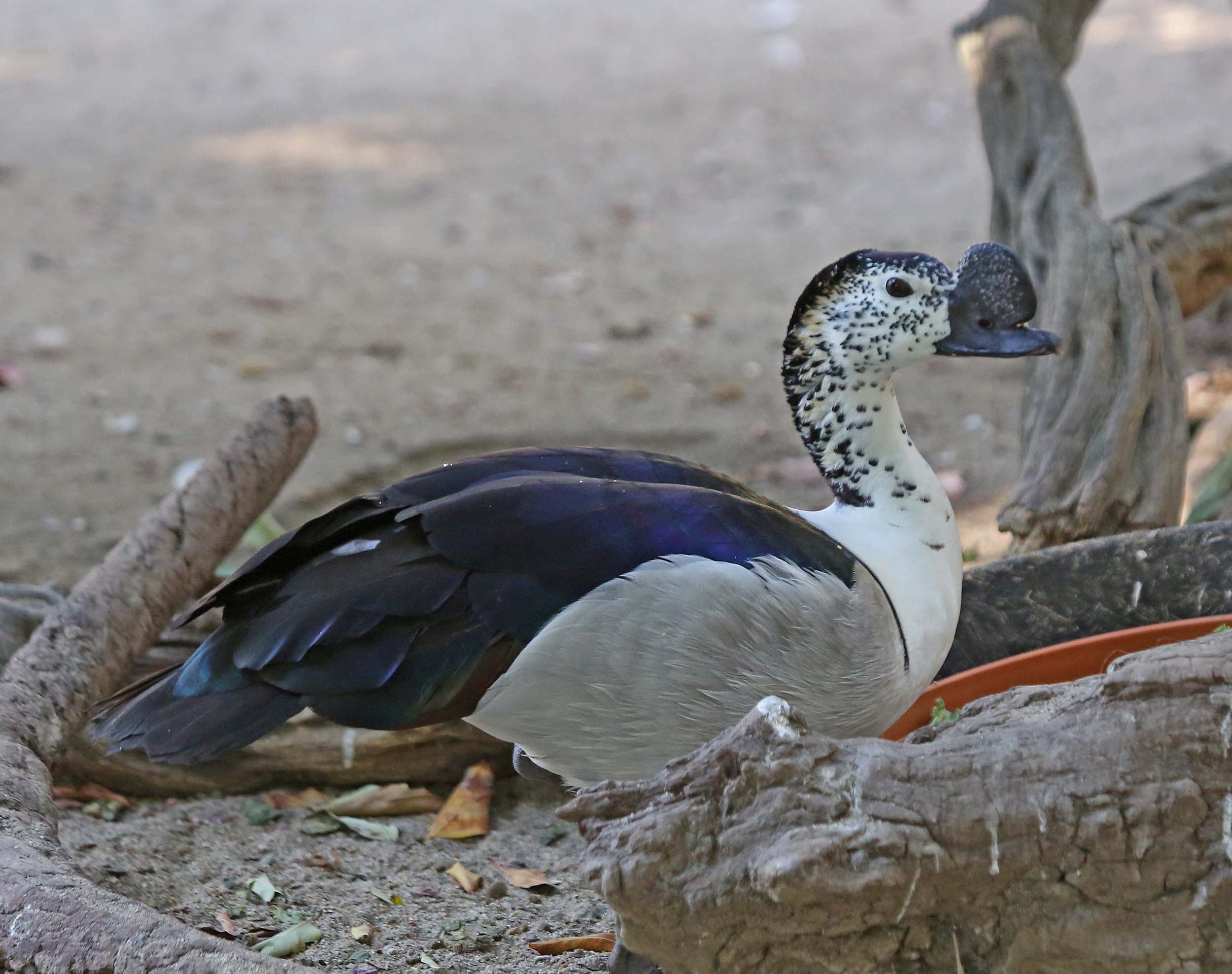 Pictures and information on African Comb Duck